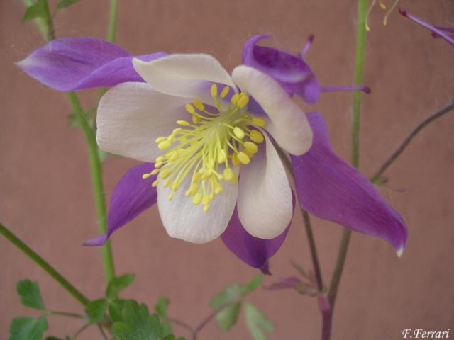 Aquilegia Maggiore